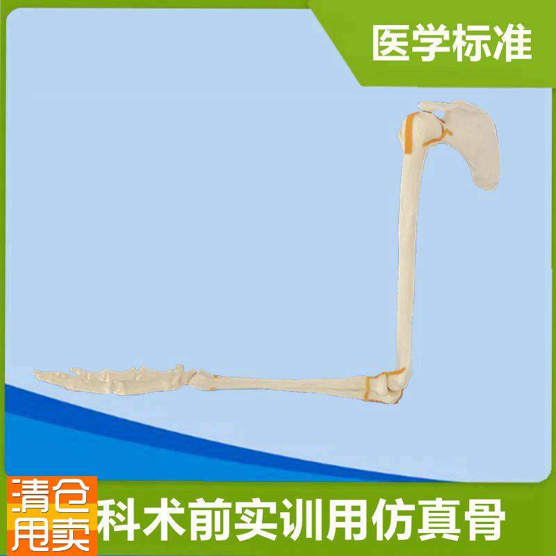 上肢骨骼模型医用l仿真骨科手术练习实操假骨头关节韧带术前考试