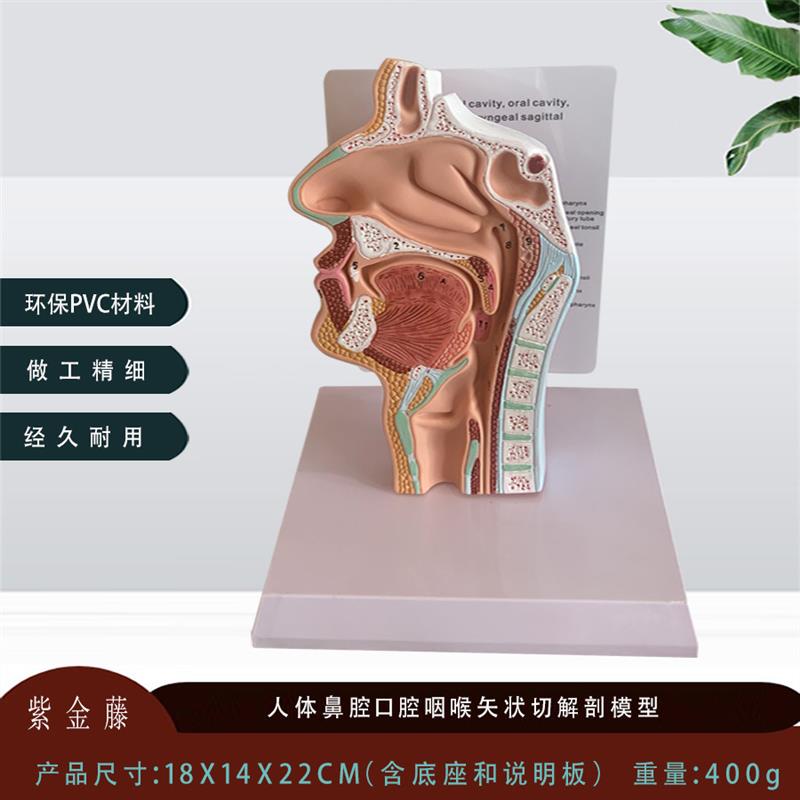 人体鼻腔解剖模型口腔咽喉耳鼻喉科教H仪医用医学教学模型厂家直