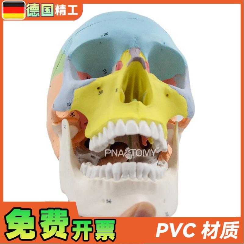 德国】1比1可拆彩色头骨模型数字标识3部N件头颅骨解剖教学教具医