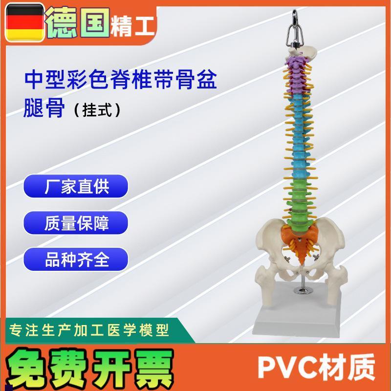 中型彩色c脊椎带骨盆腿骨(挂式)模型人体脊柱模型