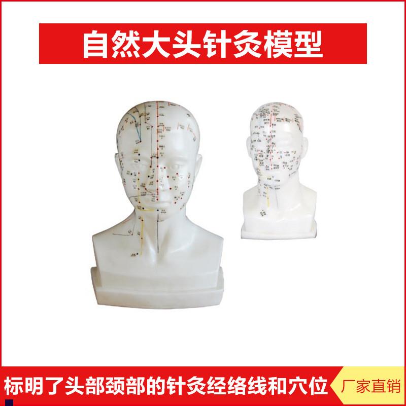 自然大头部针灸模型头部四功能z针灸模型20cm头部颈部针灸穴位