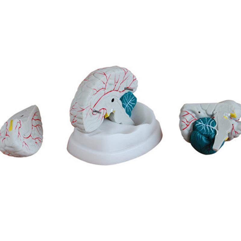 大脑模型新型脑解剖模型脑干大脑小脑部构造关系解剖X教学模型医