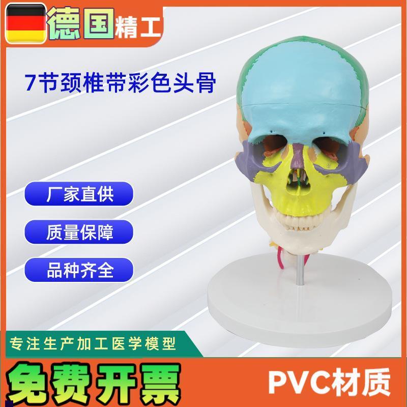 7节颈椎带彩色头骨模型B人体头骨模型骨科教学模具