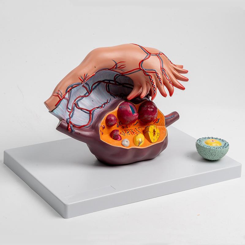 卵巢放大模e型输卵管伞黄体白体妇科生殖卵巢韧带卵泡内分泌腺体