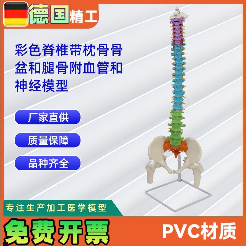 彩色脊椎带枕骨骨盆和腿x骨附血管和神经模型人体骨骼模型