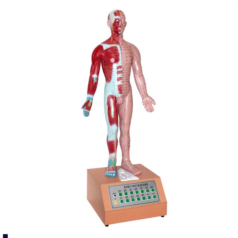 人体中医学用电动语音语言提示十四电F动针灸模型解剖穴位标本模