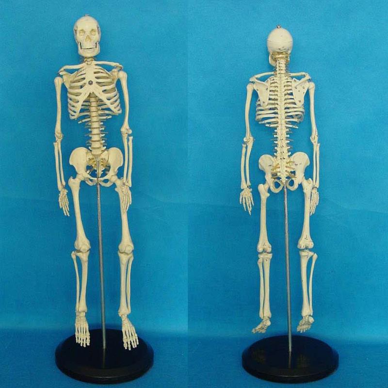 人体模型 65CM人体骨骼模型  B骨架 教学模型 素描动漫 医学教具