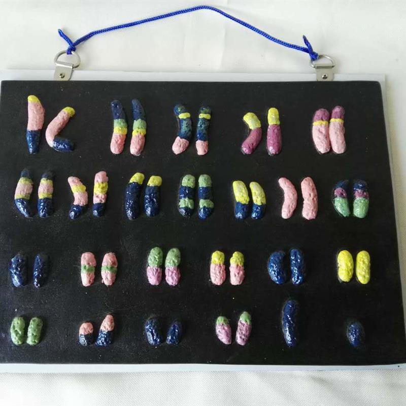 人体活动染色体解剖模型中学生物教仪实验教学S教具医用医学模型
