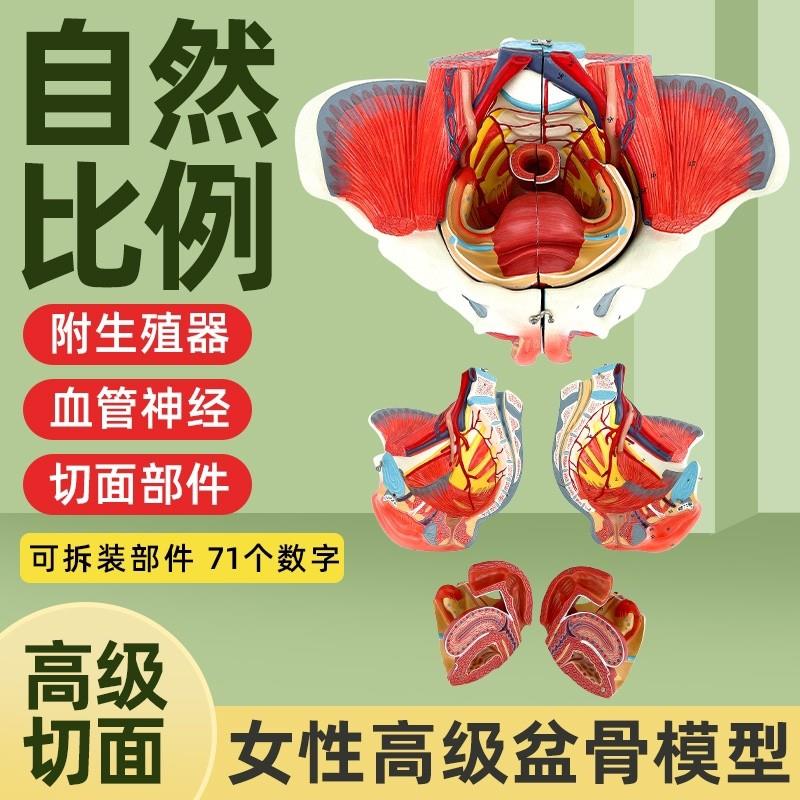 女性人体骨盆g附生殖器官血管神经肌肉解剖分娩演示教学盆底肌模