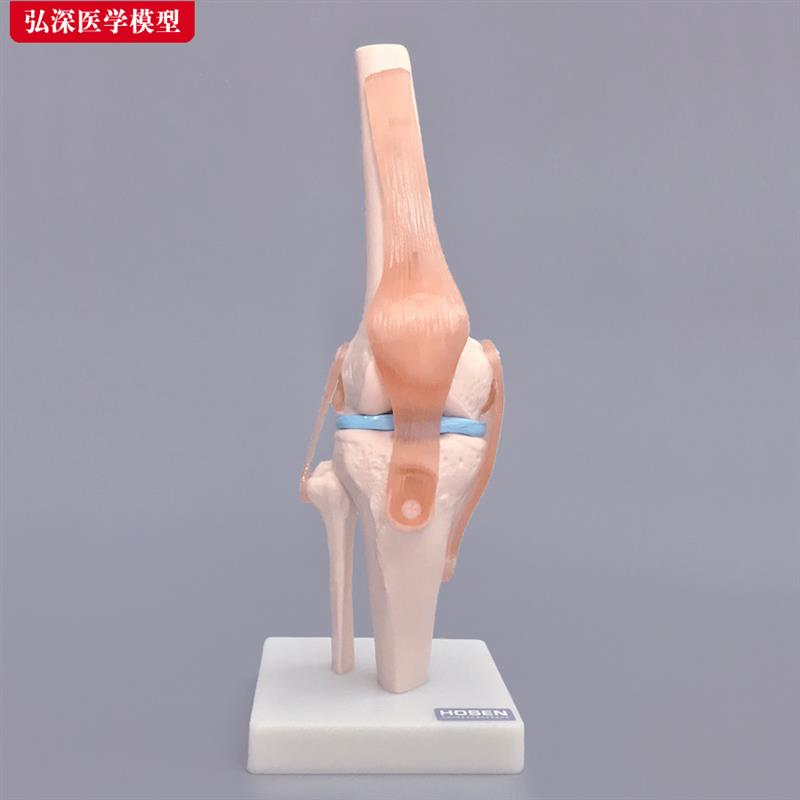 膝关节模型人体膝盖骨骼解剖韧带髌E骨结构造医学院骨科教学模具