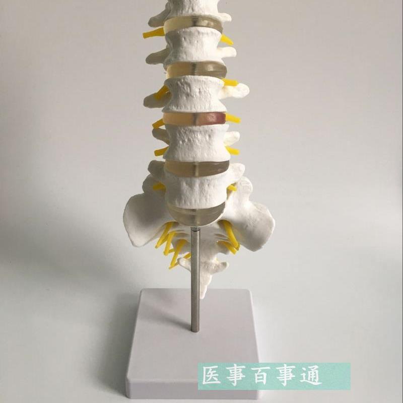 人体五节腰椎带尾椎马q尾神经模型 人体骨骼骨架模型 骷髅模型