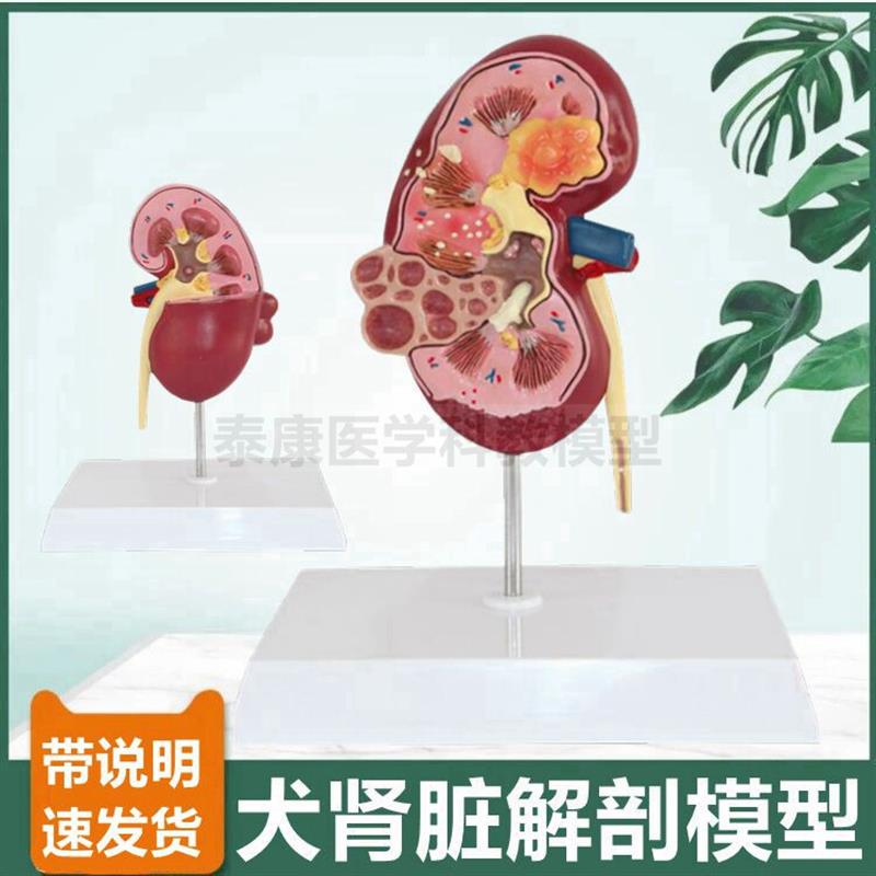 狗肾脏模型健康病变泌尿输尿管犬B科内脏动物宠物诊所摆件兽医用