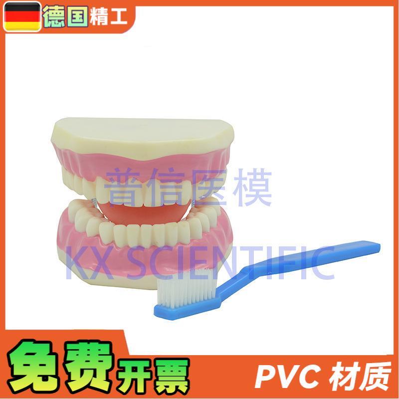 德国】KX-A520 普信 牙科口z腔模型 刷牙教学牙医教具 放大牙保健
