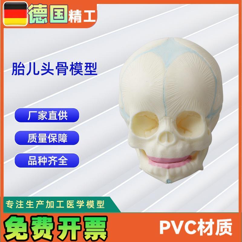 新生儿头颅骨形态模型 胎儿头骨 骨骼模K型婴儿头骨模型振兴科学