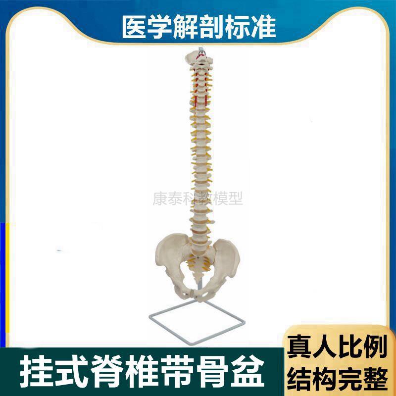 1比1脊椎模型成l人比例仿真脊柱带骨盆腿骨肌肉起止点彩色椎骨血