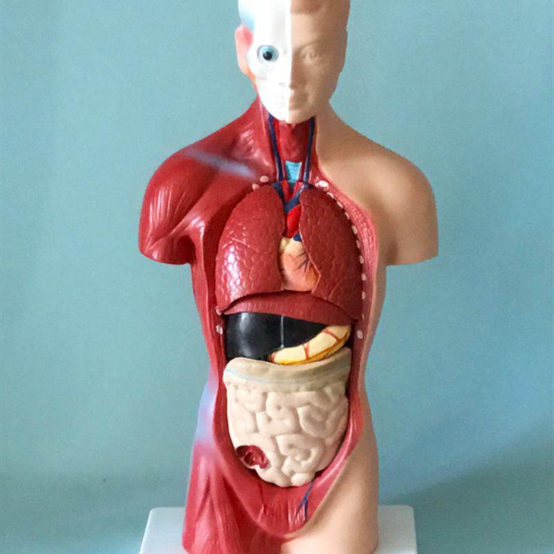 人体躯干解剖模型内脏器官解剖教学早H教心脏脑大肠肺脏肝脏优惠