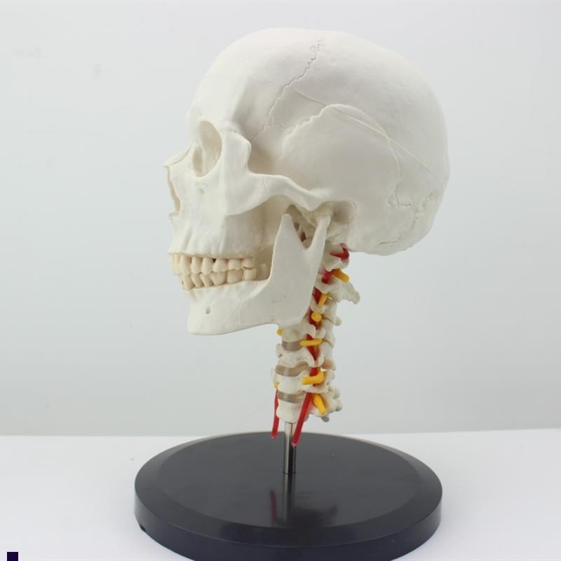 ENOVO颐诺人体m头骨颅骨带颈椎模型头骨模型颈动脉颈椎模型枕骨