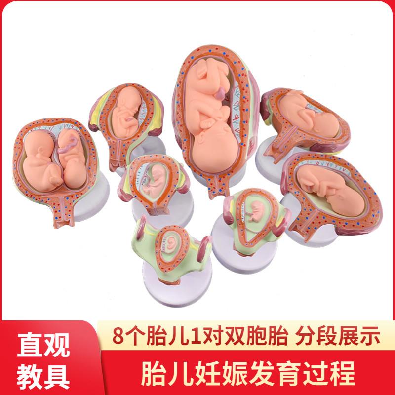 妊娠发育过程模型 胚胎计划生育z模型  胎儿发育过程模型 子宫解