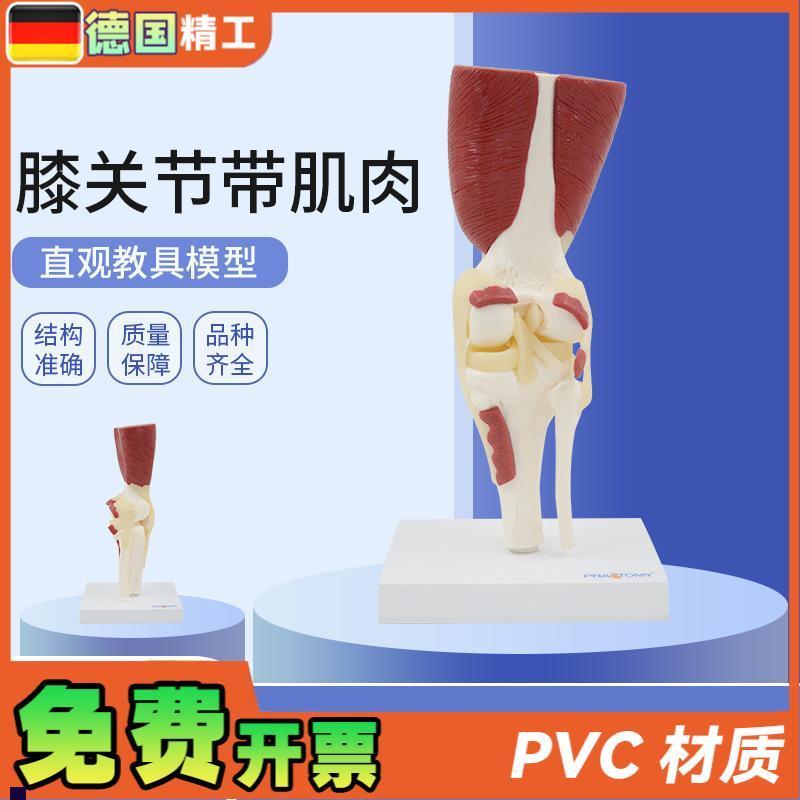 德国】1:1大人体膝关节带肌肉韧带骨骼模N型膝盖骨运动系统教学骨