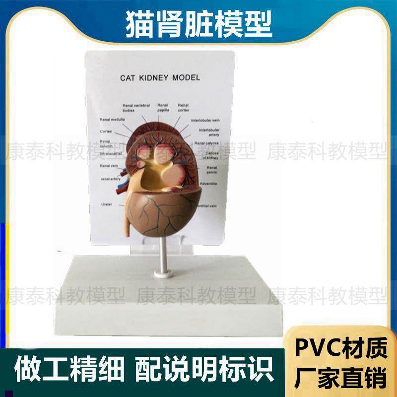 猫咪肾脏模e型仿真塑胶模具猫科动物内脏泌尿器官宠物医生兽医教