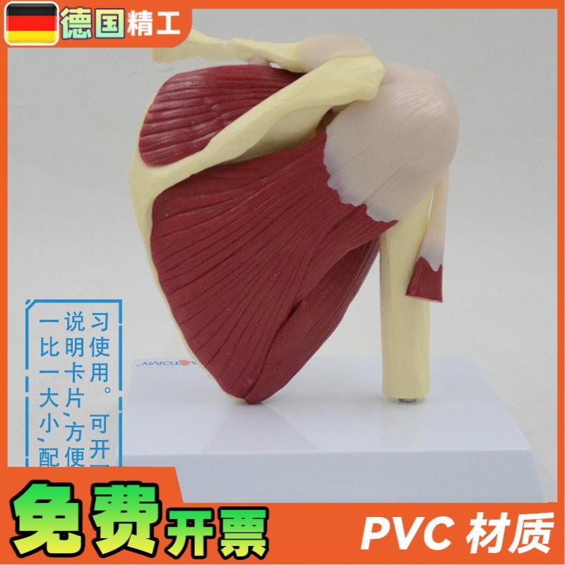 德国】肩关节模型附韧带肌肉骨骼B结构锁骨肱骨肩胛骨肩部结构造