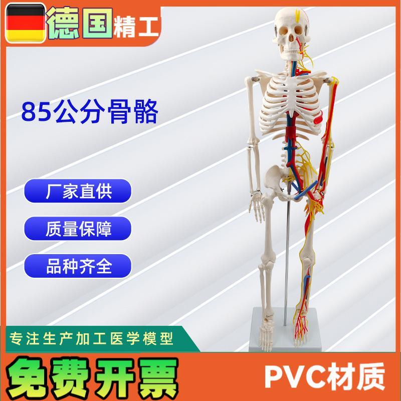 85CM附神经血管骨骼模型 人体骨骼演示Q模型医学教材模型