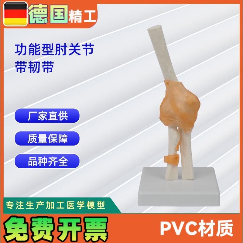 功能肘关节带韧带模型A 人体骨骼模型教学模型