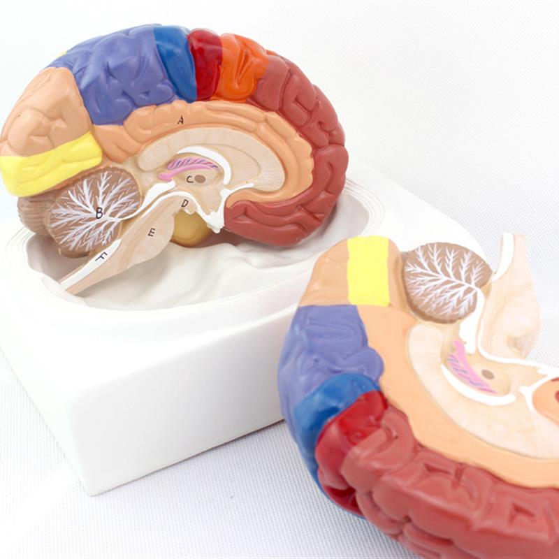 ENOVOc颐诺医学大脑皮质功能分区模型人体大脑模型组织解剖布罗德