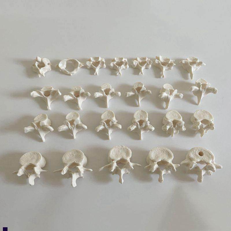 1:1脊椎模型散骨游离颈椎胸椎腰C椎脊柱仿真塑胶医用教具中医正骨,玩具/童车/益智/积木/模型,其他模型玩具,淘宝优惠券,粉丝福利购,淘宝优惠卷