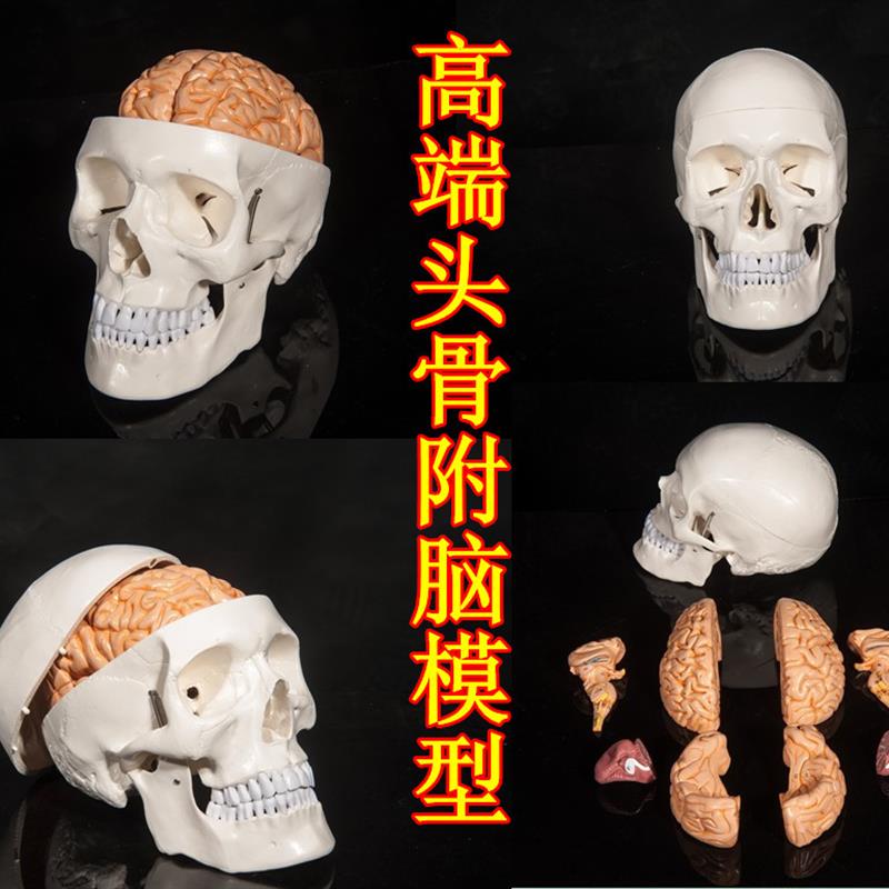 头骨附脑模型 人体头颅脑模型 大脑 头骨模M型 神经科医用颅脑模