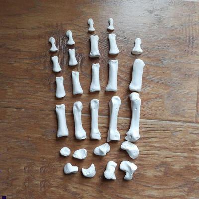 康泰医学模型散装手骨游离腕骨医用解剖教学工艺美术W服装设计道