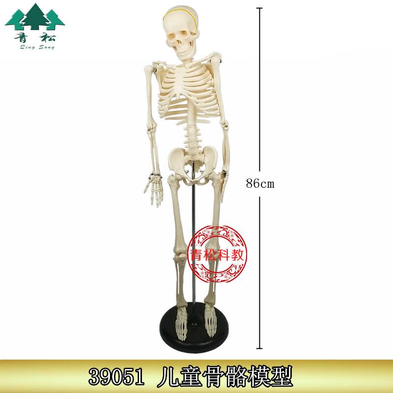人体骨骼模型 85cm(全身带支架)J33204 教学用 X生物实验仪器