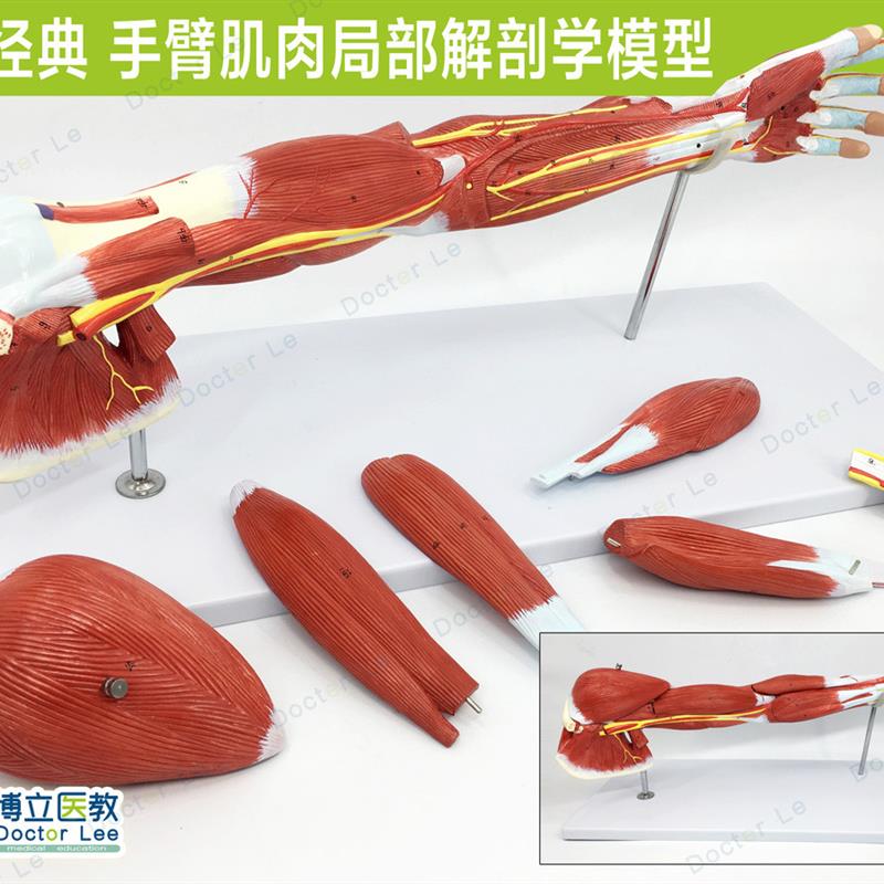 手臂肌上肢肌肉解剖血管神经人体运动系统模型手肌肉模.型医用美