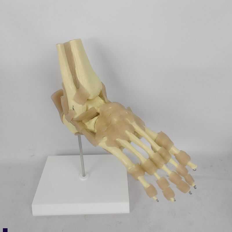 欧式1比1正常大附韧带s人体足关节脚关节骨骼运动系统解剖模型
