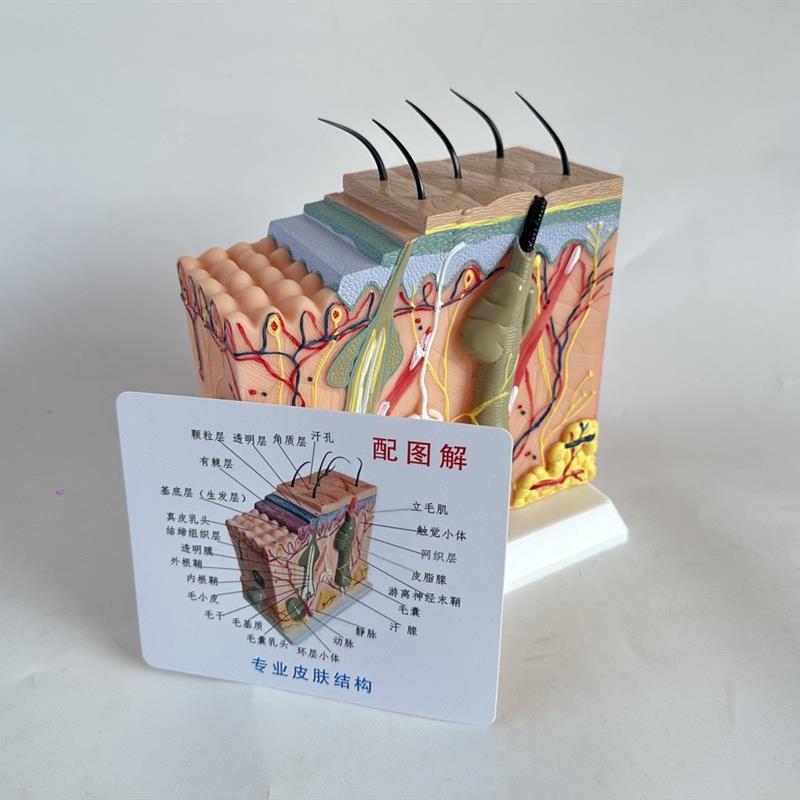 50倍人体皮肤组织结构放大解剖模C型 医学美容整形立体皮肤模型