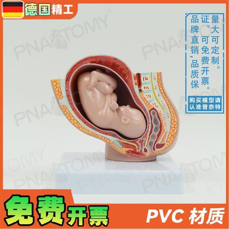 德国】小型女盆腔妊娠胚胎发育解B剖模型妇产科 计生展示子宫标本