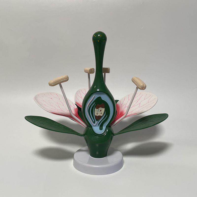 康泰桃花模型双子叶花蕊子房w拆卸植物细胞园艺展示生物课教学器