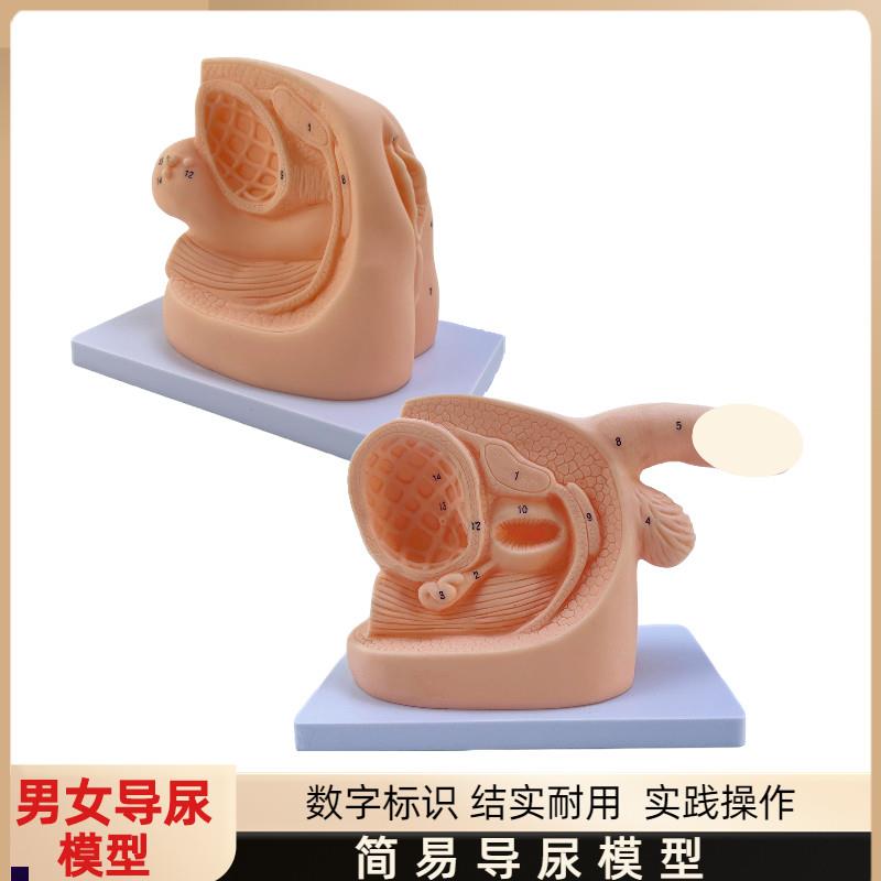 女性内外b生殖器解剖模型及导尿模具医学用人体导尿插管模型教具