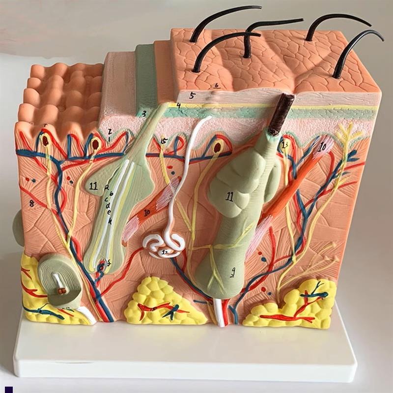 人体皮肤模型毛发表皮真皮v毛囊毛干皮下组织血管神经医美微整形