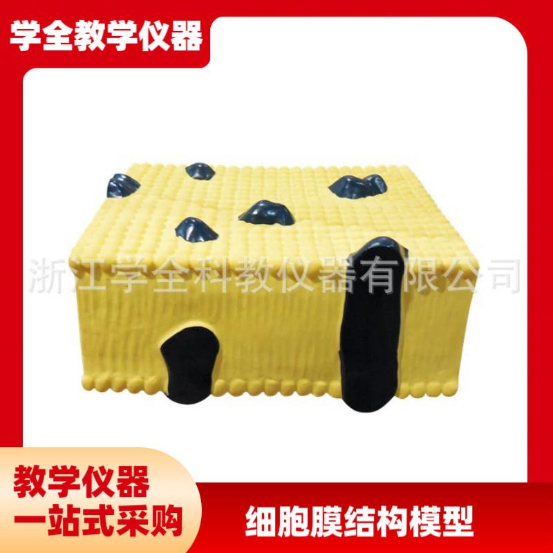 细胞膜结构c模型 初高中生物实验器材教学仪器模型结构教学仪器