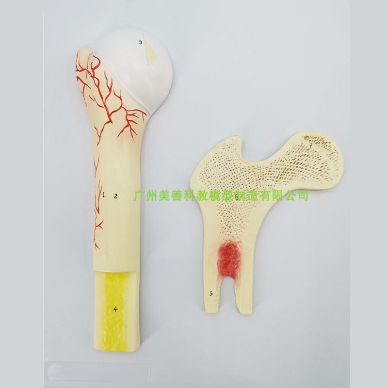 长骨结构 d骨的结构模型 血管松质骨密质骨 股骨哈弗系统 骨骼解