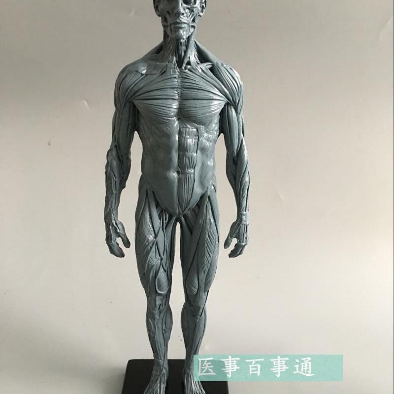 设计绘画CG参考医用 艺用人体肌肉骨骼解剖结构模型W美术灰色肌肉