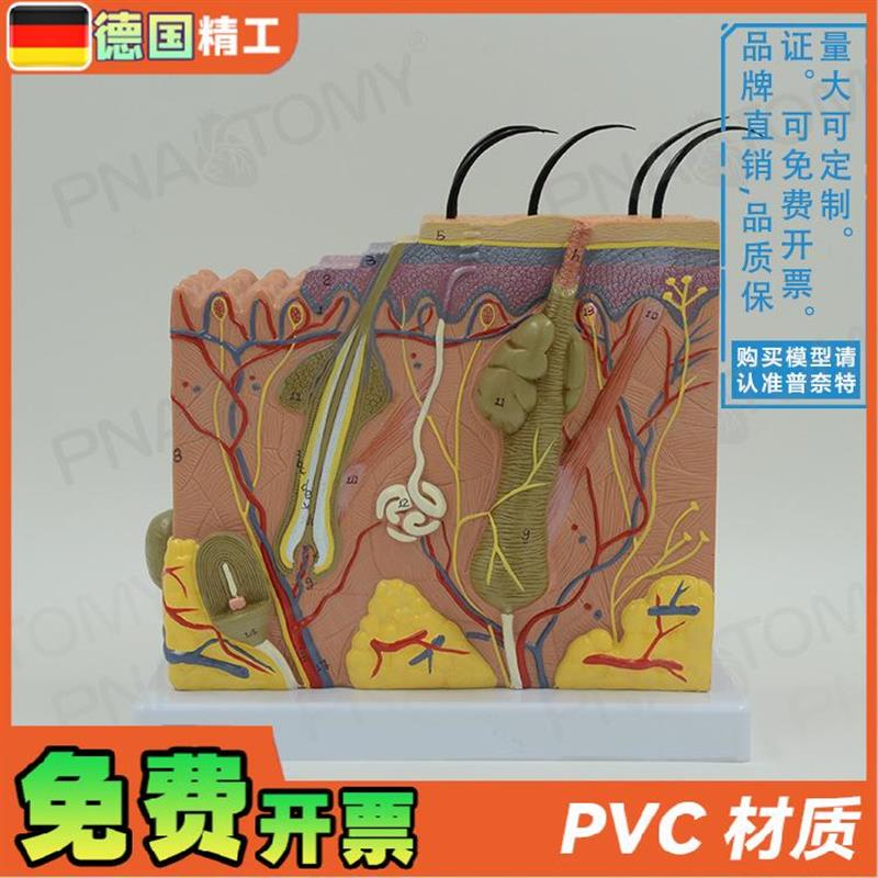 德国】人体立体h皮肤层次结构放大解剖模型 教学皮肤科美容微整形