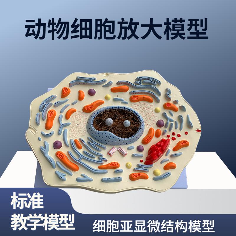 动物细胞放大模型显微结s构解剖细胞膜 细胞质 细胞核 线粒体