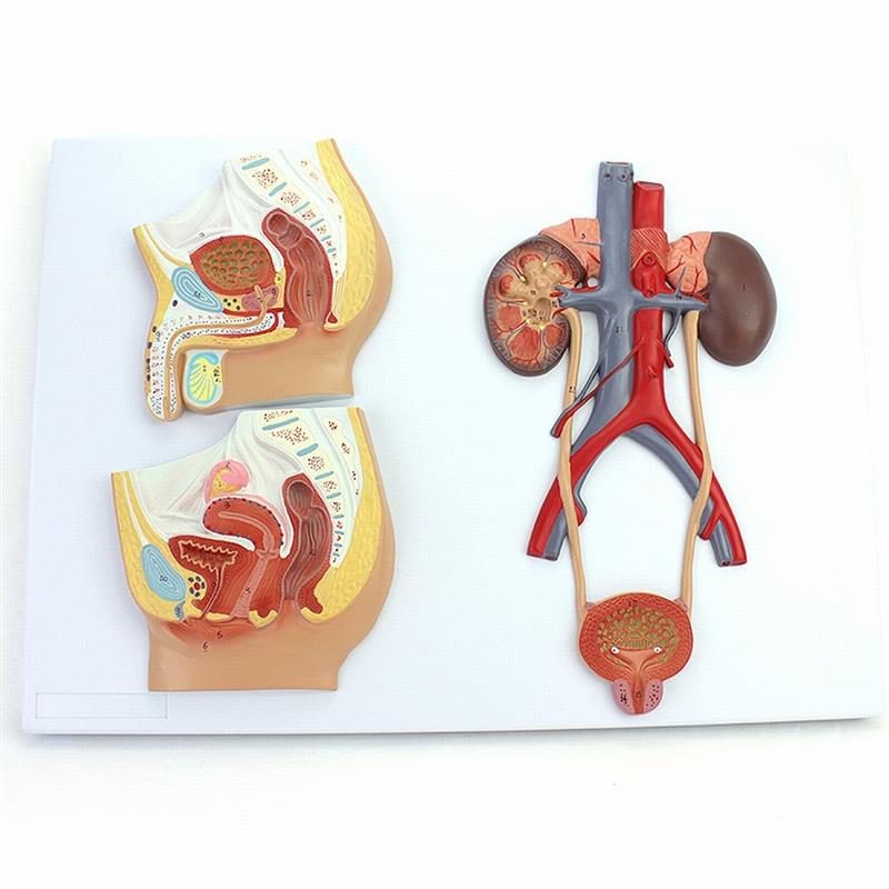 ENOVO颐诺医学用人p体泌尿生殖系统模型男女泌尿生殖解剖结构模型