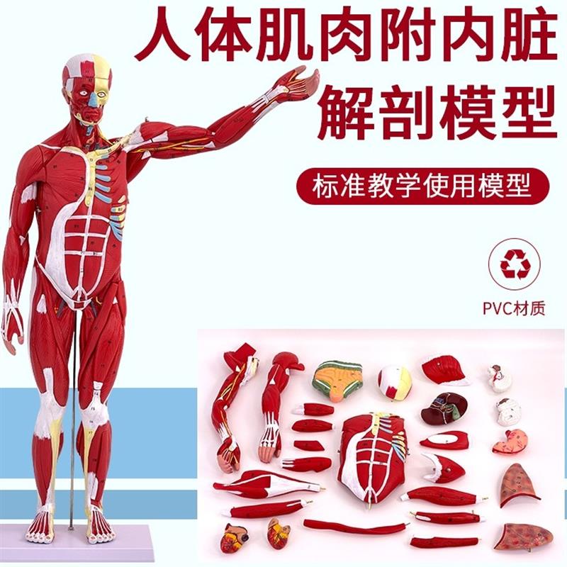 人体全身肌肉附内脏器官解剖u模型医学人体肌肉模型80CM肌肉人模