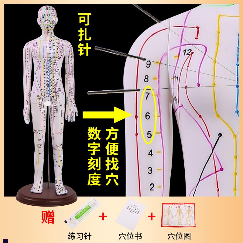 黄河中医针灸穴位模型针灸推拿穴y位模型针灸穴位52CM彩白色针灸