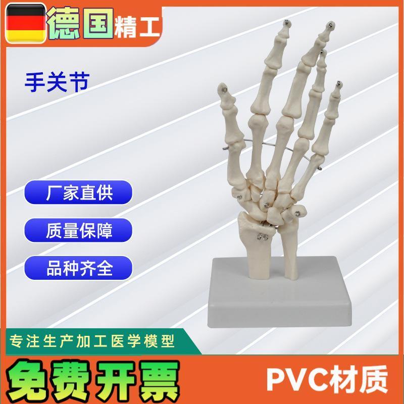 人体手关节模型手骨v尺骨桡骨 骨科医用教学模型