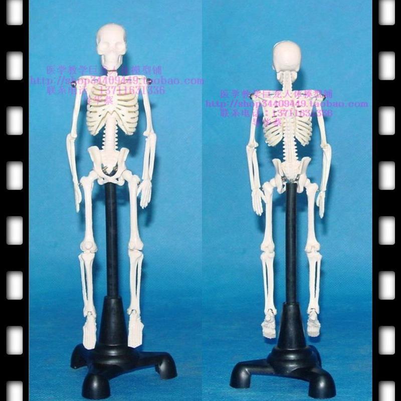 *冲五钻*超级可爱骨骼模型20CM高小人M骨 骷髅模型 人体模型