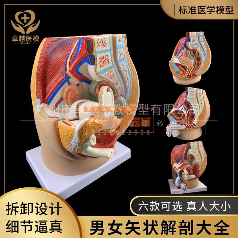 男女性盆腔矢状解剖模p型 女性生殖泌尿系统模型 男性生殖器解剖